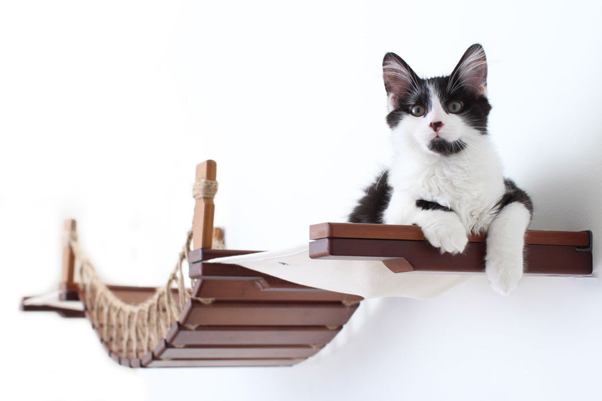 cat on bridge with lounge