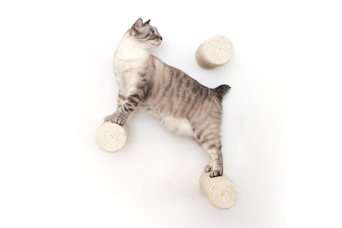 Cat standing on three floating sisal wall posts