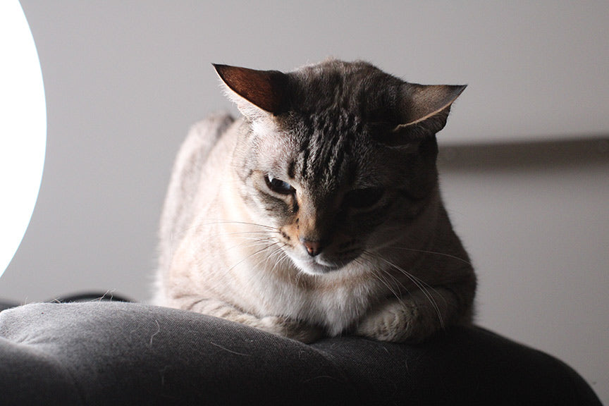3 Cat Facial Expressions and What They Mean