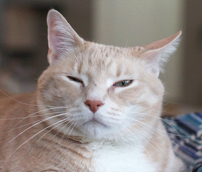 3 Cat Facial Expressions and What They Mean