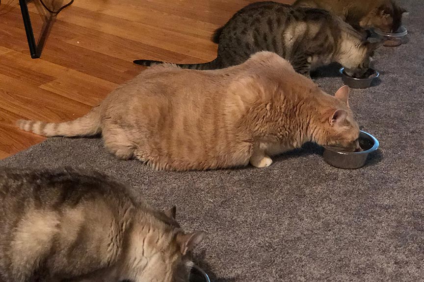Four cats eating at the same time