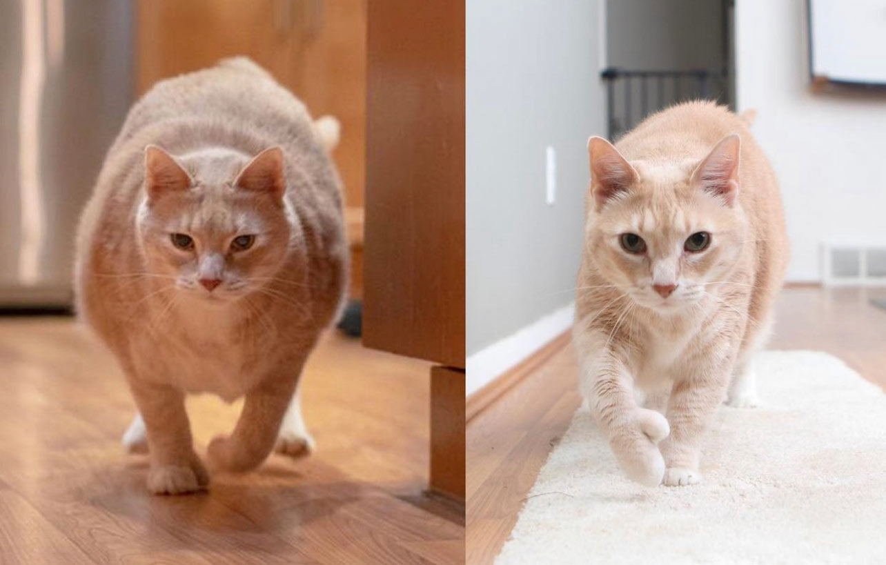 A before and after picture of Bronson's weight loss