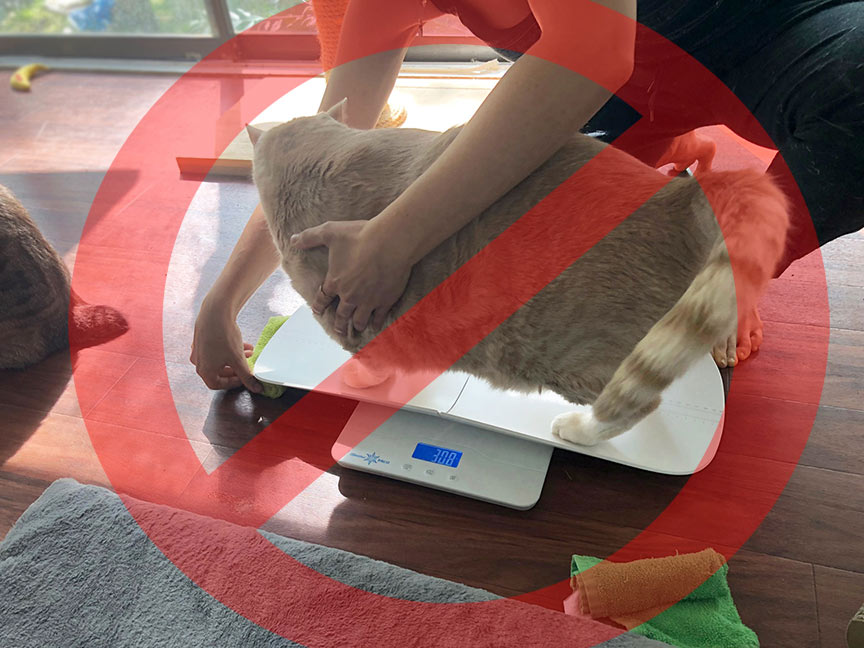 Bronson being weighed at home