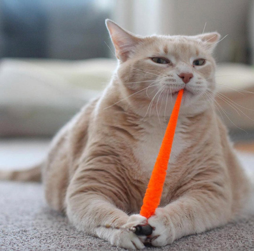 17 Best Cat Toys of 2023 — Fun Toys for Bored Cats