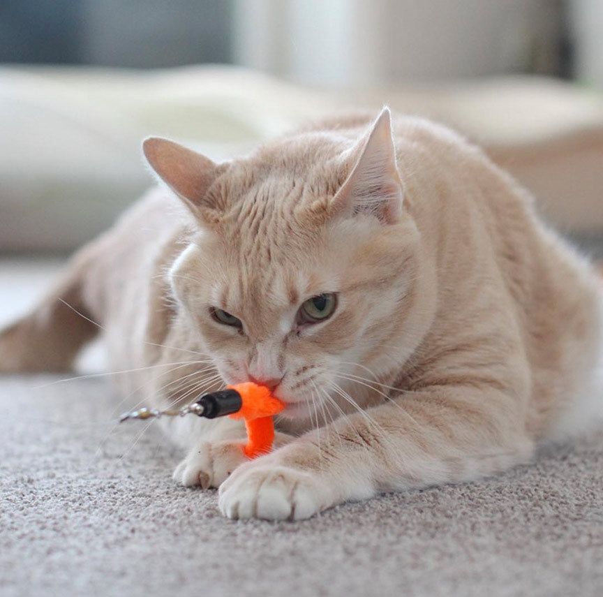 The 12 Best Cat Toys for 2023