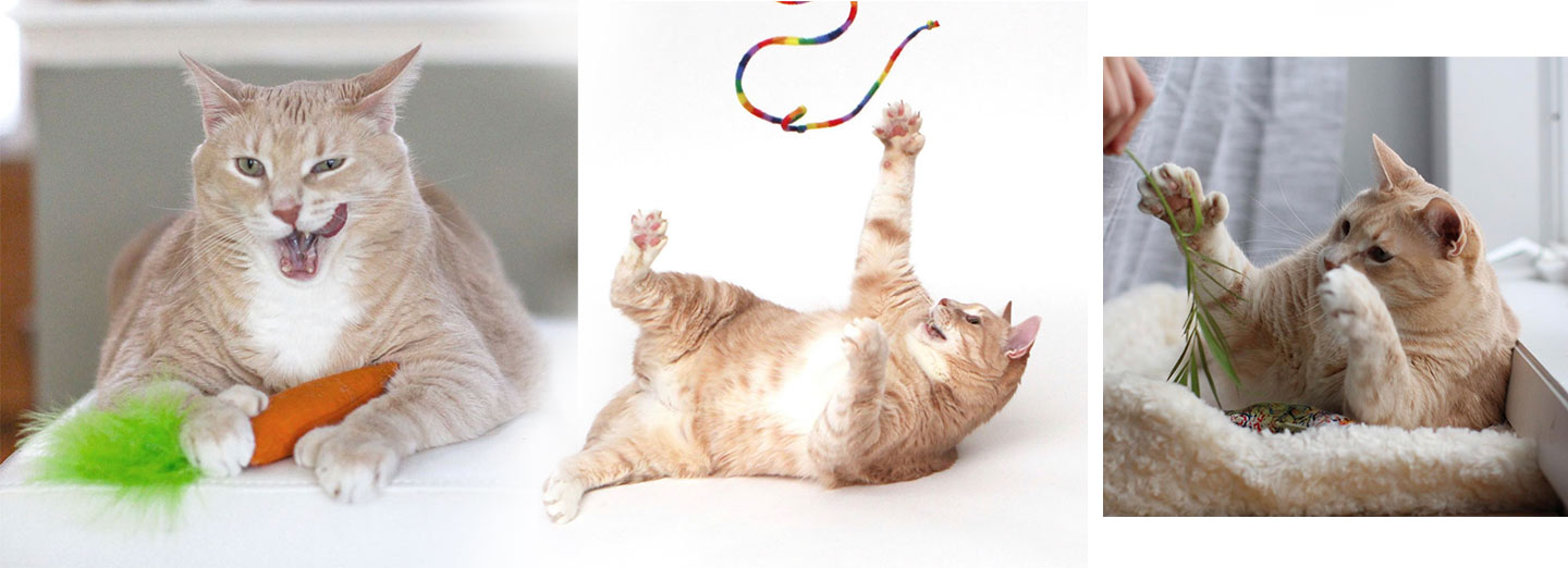 17 Best Cat Toys of 2023 — Fun Toys for Bored Cats