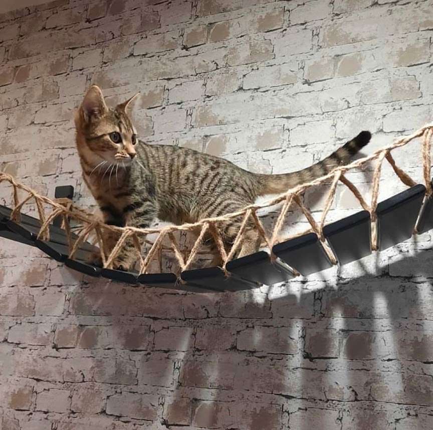 cat on cat bridge