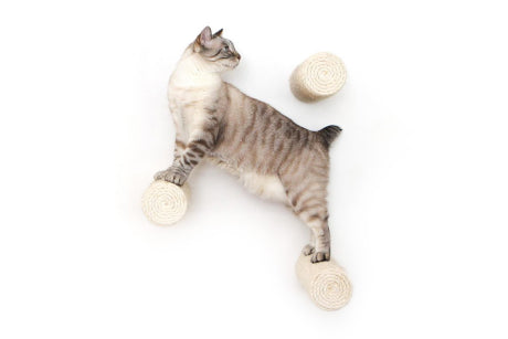 cat on sisal post