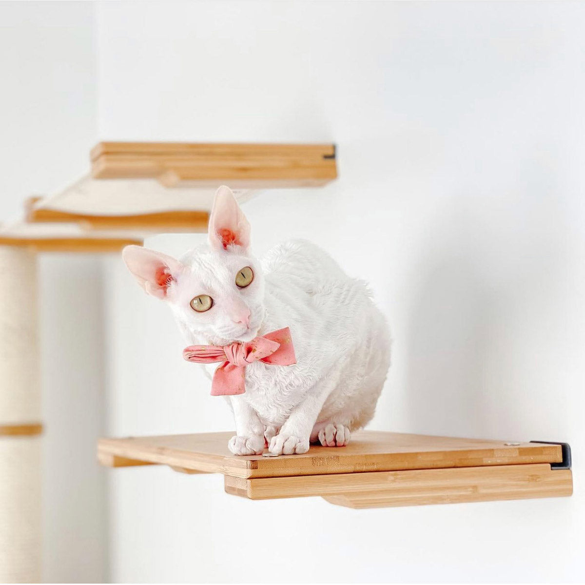 Get Cat Condo - Microsoft Store