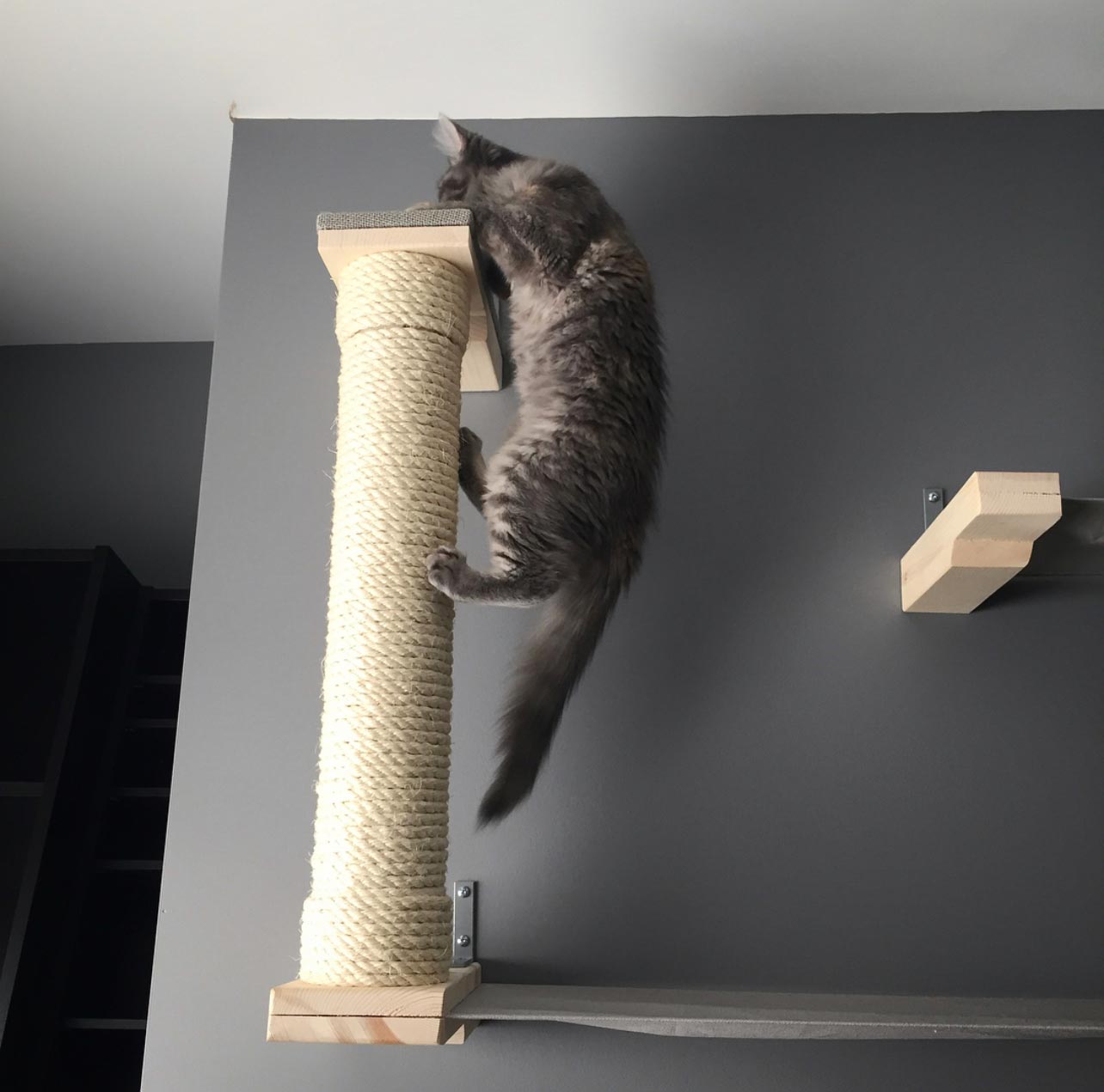 cat climbing scratching post