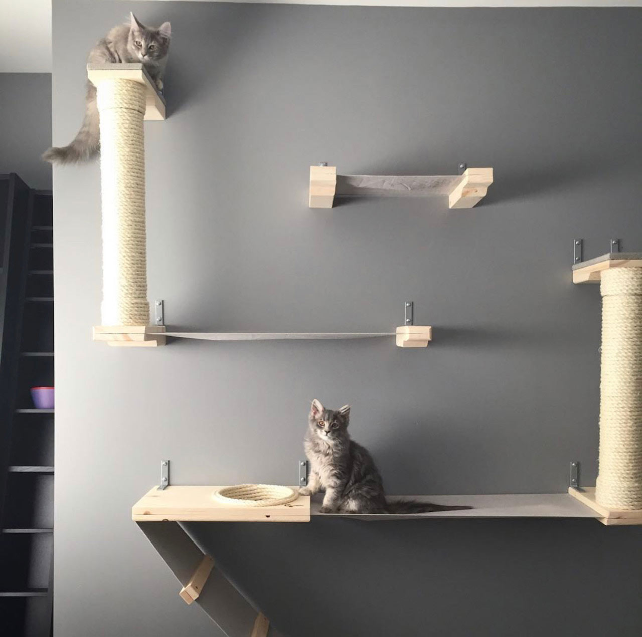cats on wall mounted cat furniture