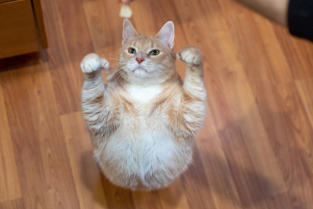 BRONSON STANDING FOR TREATS