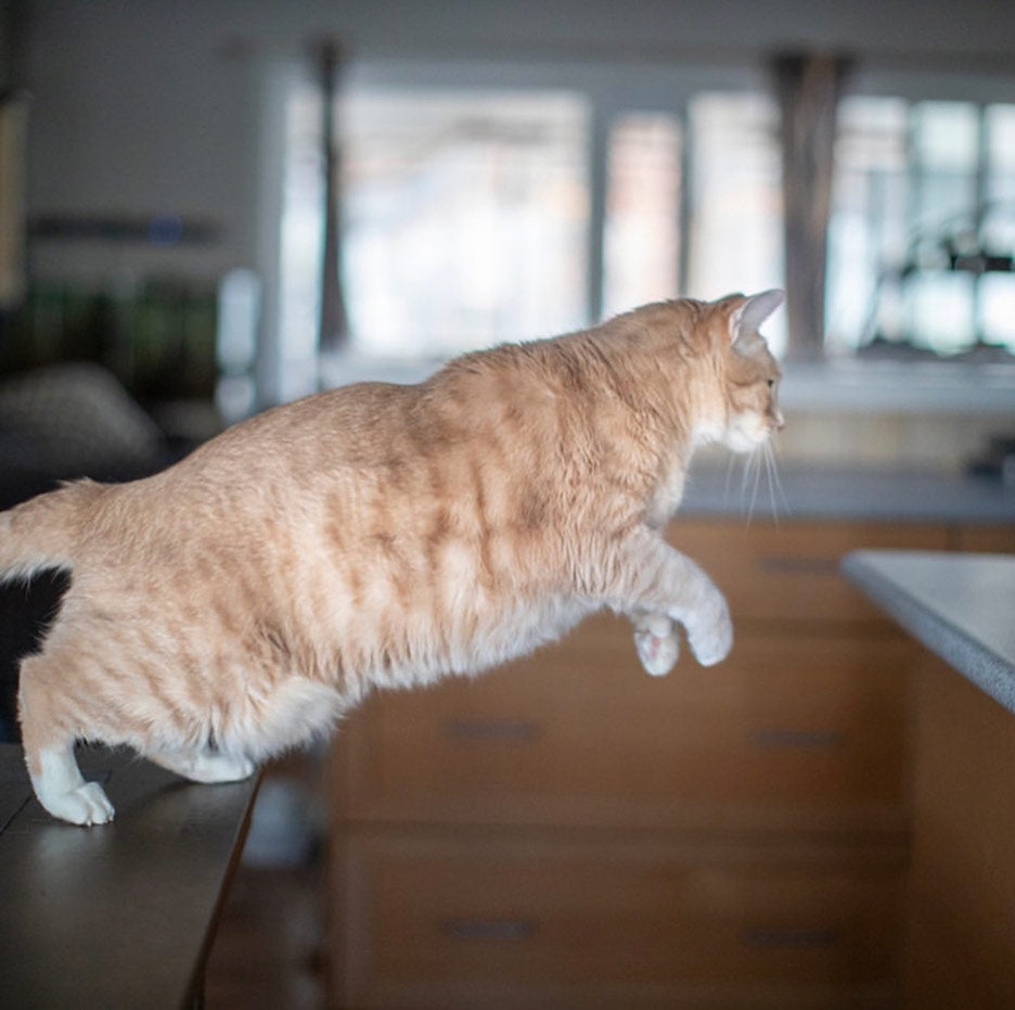 cat jumpiing on counter