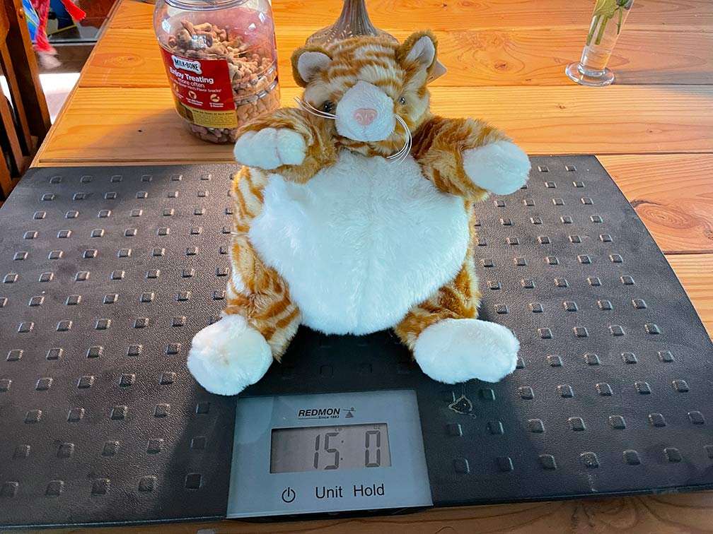 cat on scale
