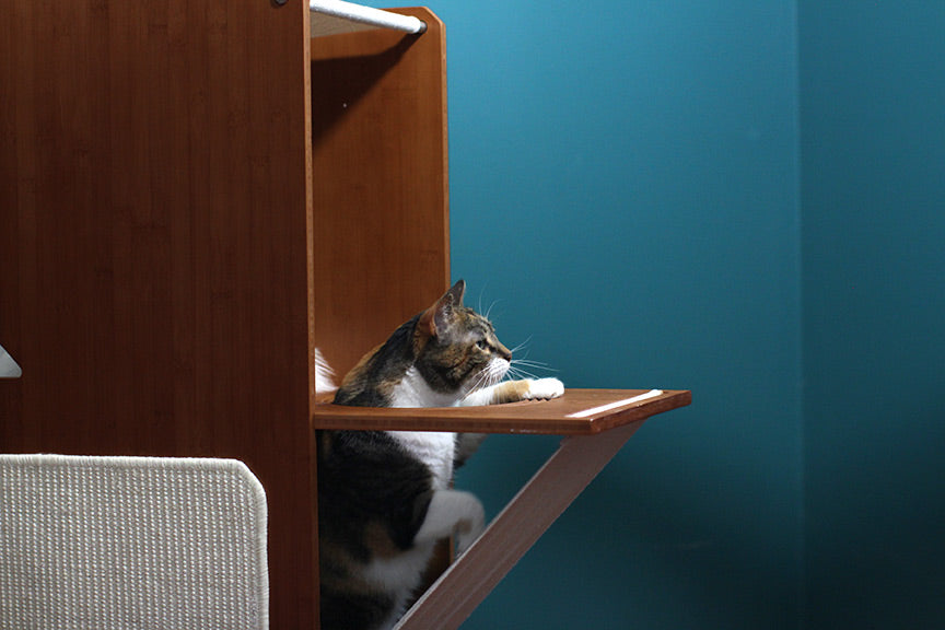 cat using cat ladder