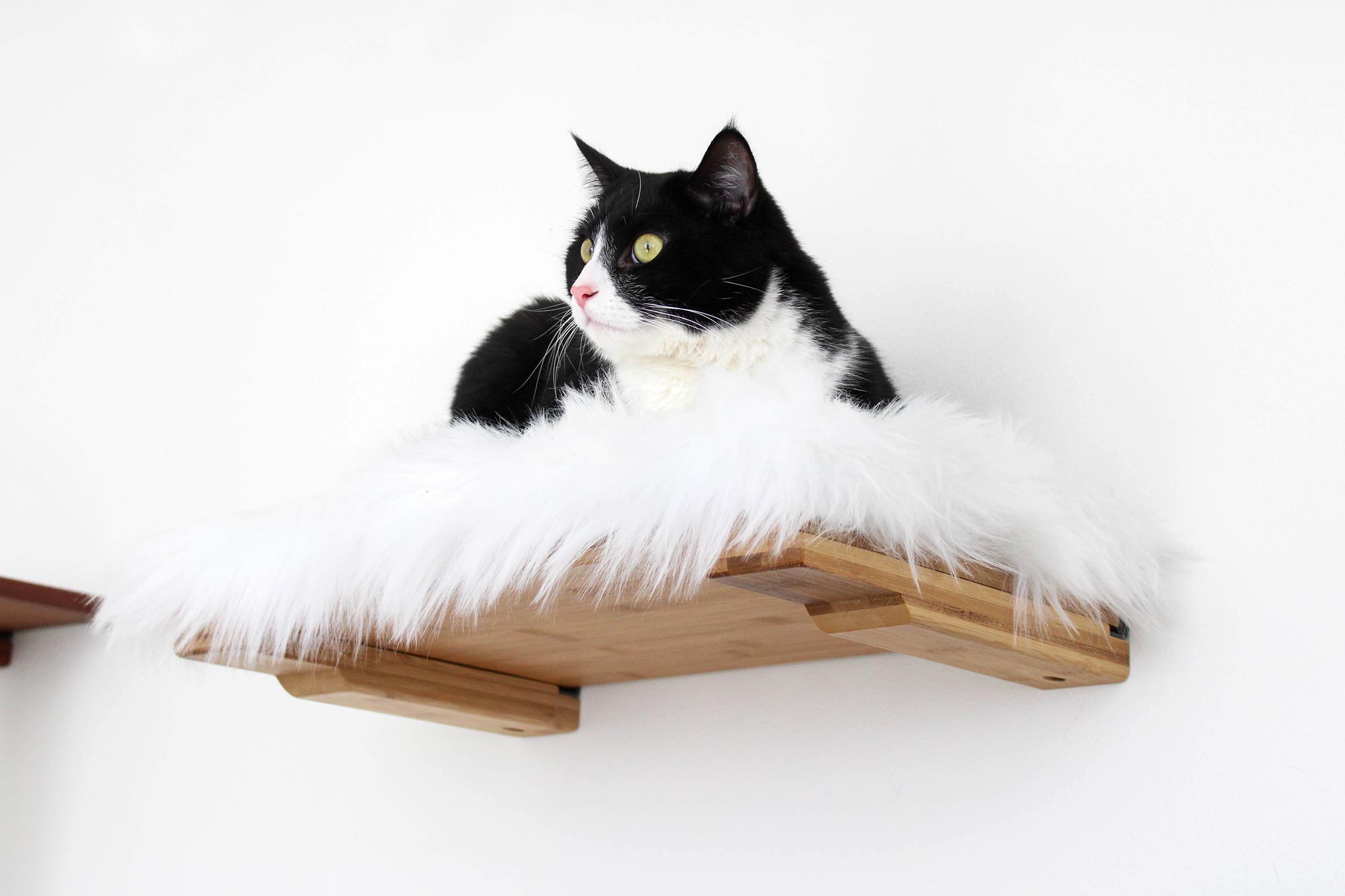 cat laying on plush bed shelf