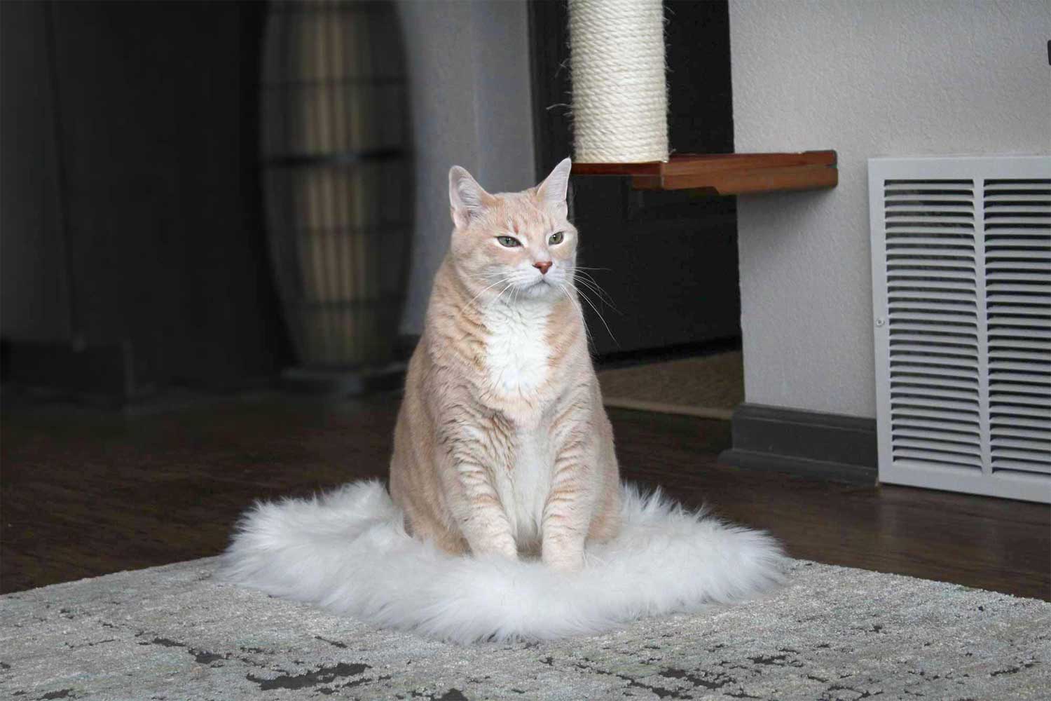 Bronson sitting on cream plush bed