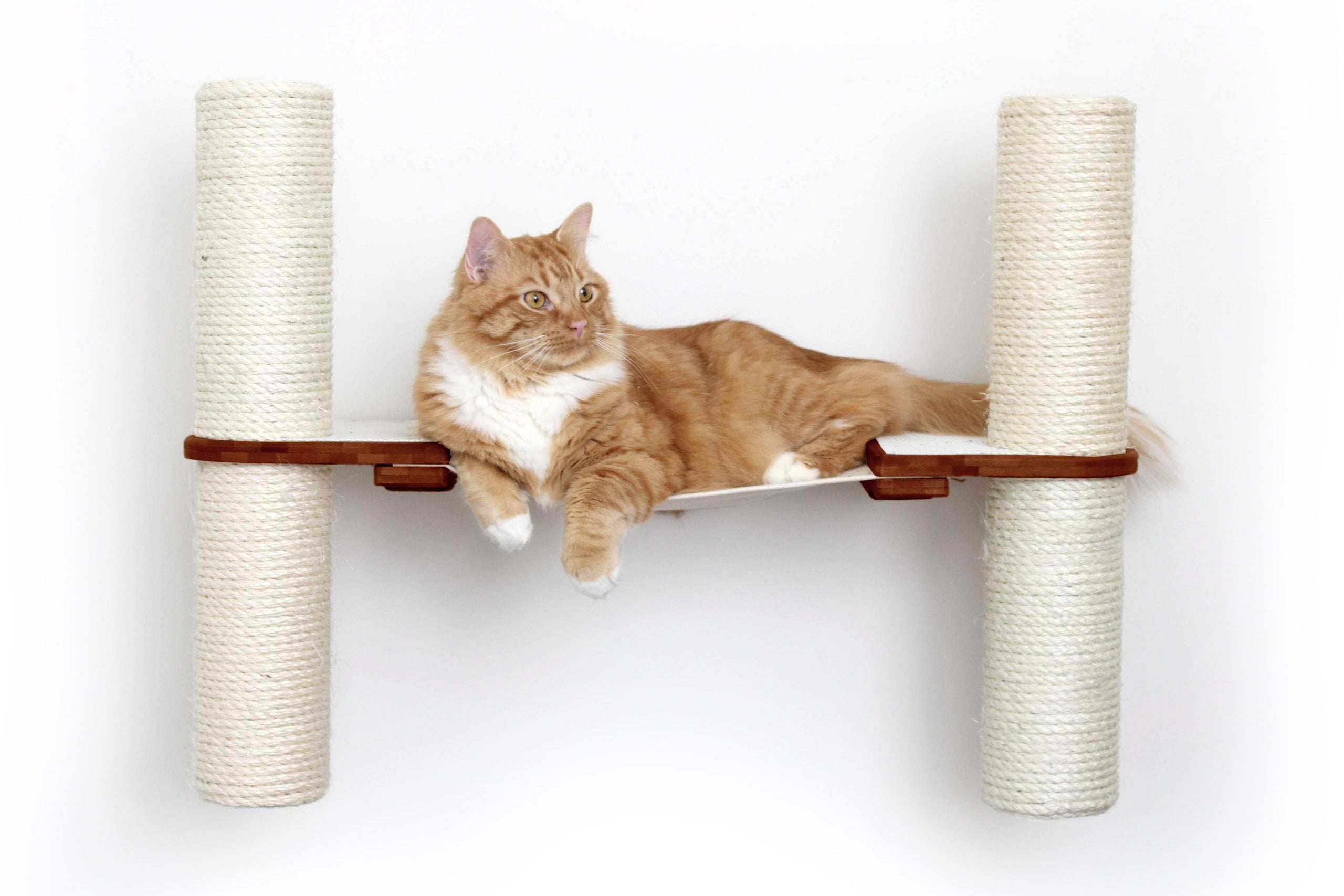 cat on pylon condo hammock