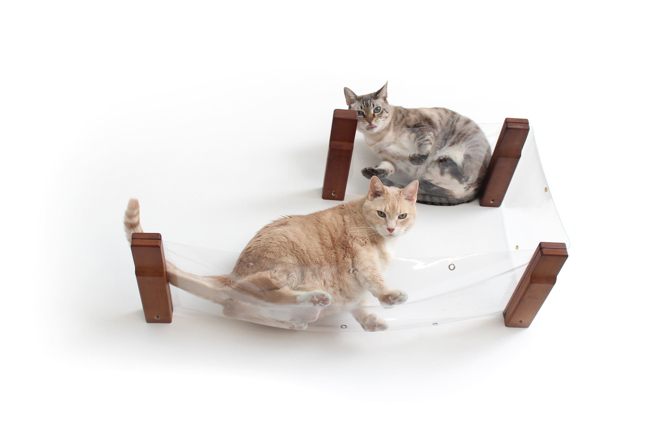 Two cats laying on the Invisible Double Decker with English Chestnut bamboo finish