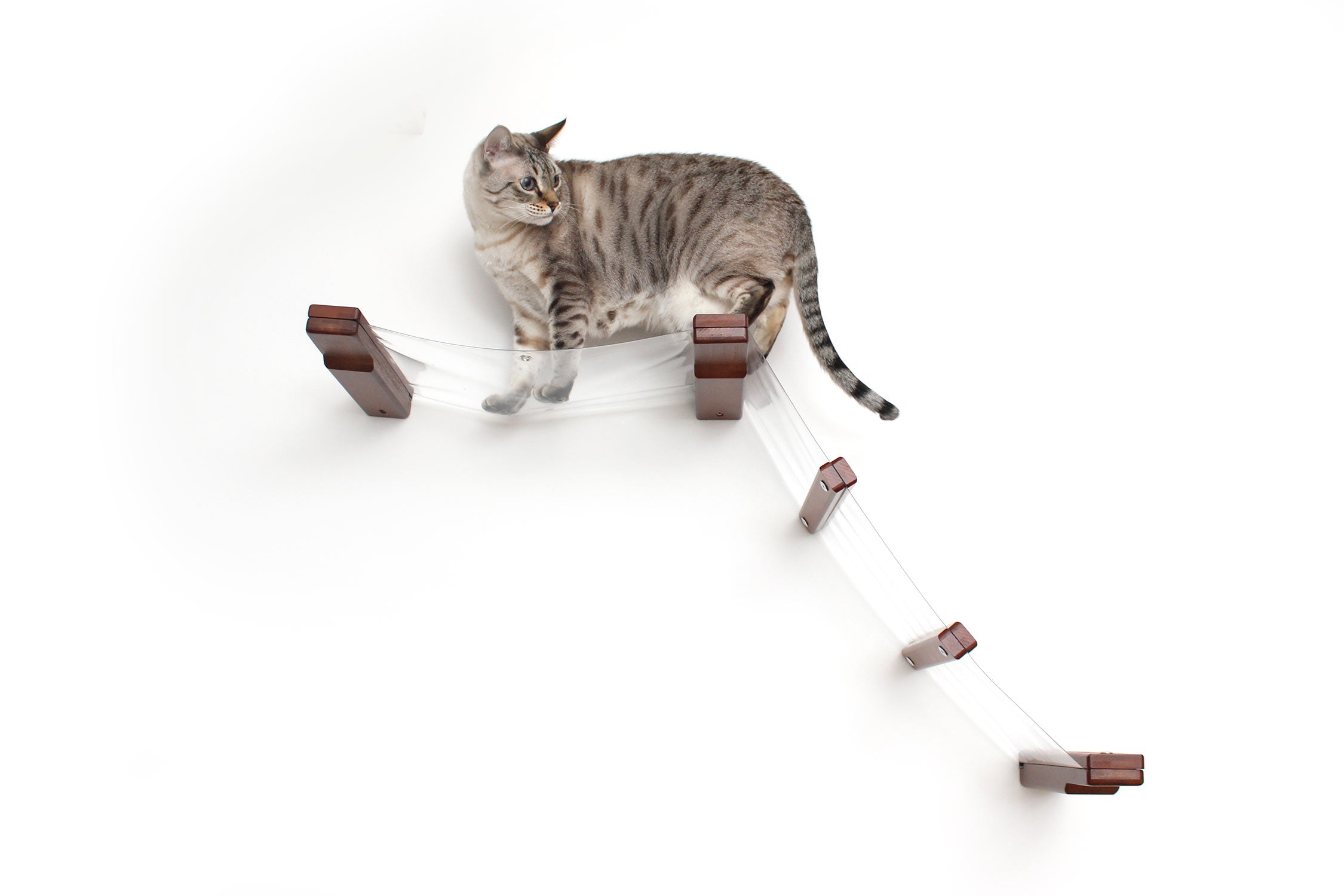 Cat standing on English Chestnut Invisible Cat Lift Hammock