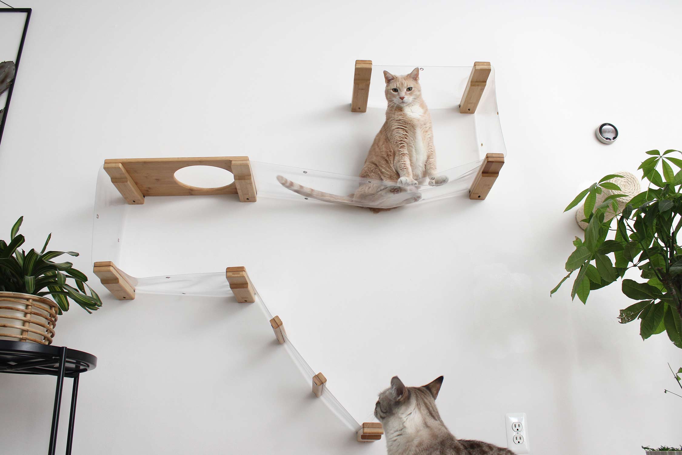 Two cats playing on the Invisible Play Cat Condo with Natural bamboo finish
